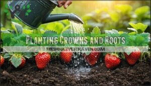 planting crowns and roots