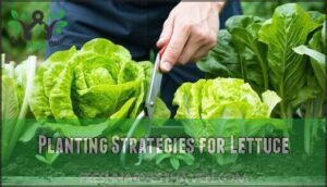 planting strategies for lettuce