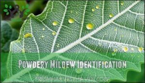 powdery mildew identification