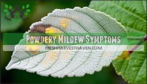 powdery mildew symptoms