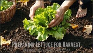 preparing lettuce for harvest