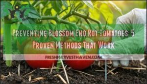preventing blossom end rot tomatoes