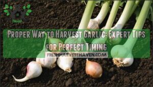 proper way to harvest garlic