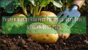 proper way to harvest potatoes