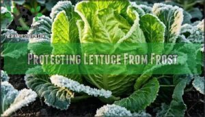 protecting lettuce from frost