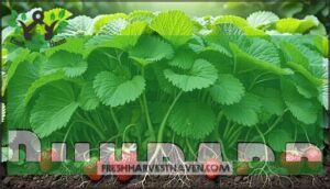 rhubarb