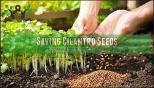 saving cilantro seeds