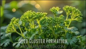 seed cluster formation