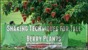 shaking techniques for tall berry plants