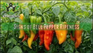 signs of bell pepper ripeness