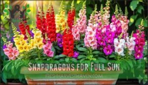 snapdragons for full sun