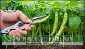 snapping or cutting the bean