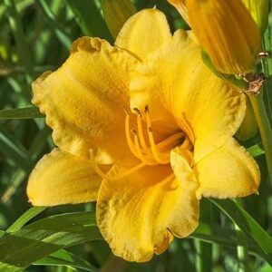 Stella D'oro Yellow Daylilies   B07PB5D7P5