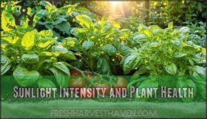 sunlight intensity and plant health