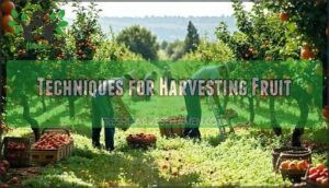 techniques for harvesting fruit
