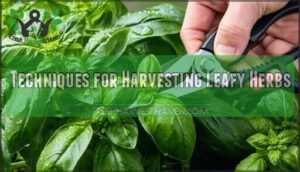 techniques for harvesting leafy herbs