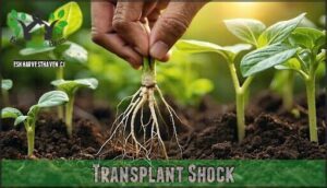 transplant shock