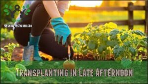 transplanting in late afternoon