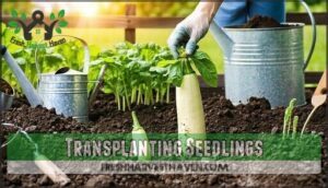 transplanting seedlings