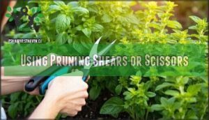using pruning shears or scissors