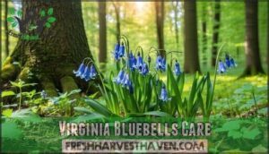 virginia bluebells care