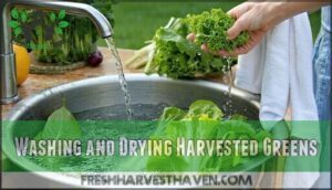 washing and drying harvested greens
