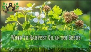 when to harvest cilantro seeds