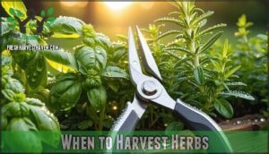 when to harvest herbs