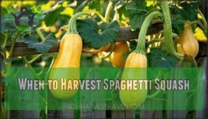 when to harvest spaghetti squash