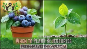 when to plant blueberries
