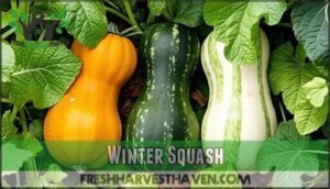 winter squash