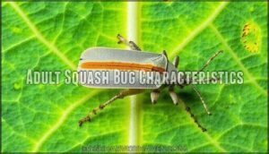 adult squash bug characteristics