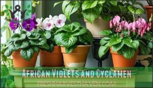african violets and cyclamen