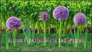 allium planting depth and spacing