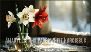amaryllis and paperwhite narcissus
