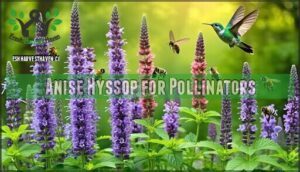 anise hyssop for pollinators