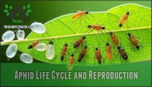 aphid life cycle and reproduction
