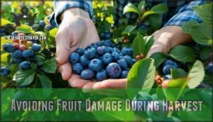 avoiding fruit damage during harvest