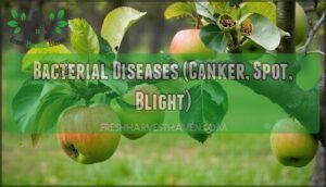 bacterial diseases (canker, spot, blight) bacterial diseases (canker, spot, blight)