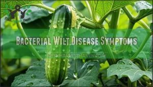 bacterial wilt disease symptoms
