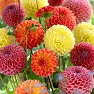 Ball Mixture Dahlias Flower Bulbs B06XJCW288