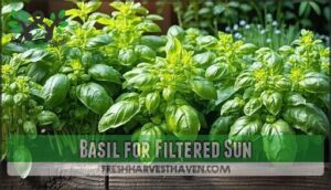 basil for filtered sun