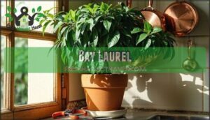 bay laurel