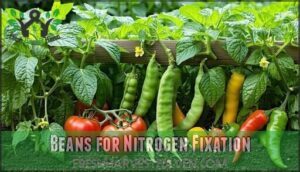 beans for nitrogen fixation