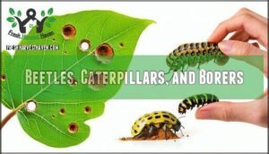 beetles, caterpillars, and borers