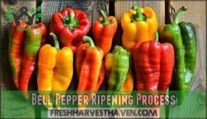 bell pepper ripening process