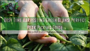 best time harvesting green beans