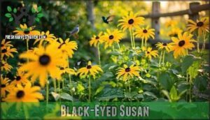 black-eyed susan