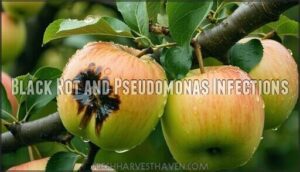 black rot and pseudomonas infections