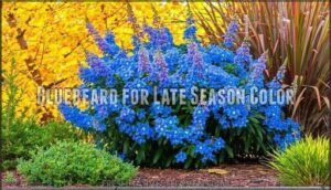 bluebeard for late season color
